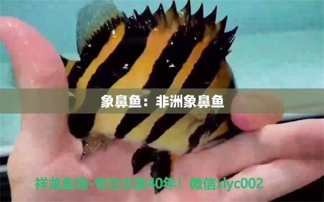 非洲象鼻魚（非洲象鼻魚的電場感知原理非洲象鼻魚的繁殖方式）