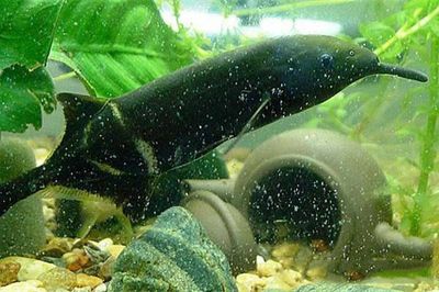 非洲象鼻魚（非洲象鼻魚的電場感知原理非洲象鼻魚的繁殖方式）