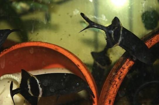 非洲象鼻魚（非洲象鼻魚的電場感知原理非洲象鼻魚的繁殖方式）