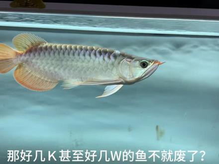 紅龍魚的樣子圖片大全視頻