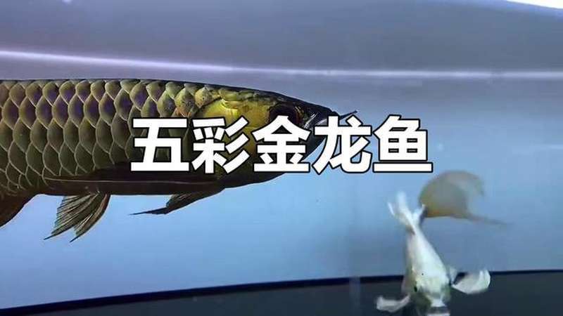 紅龍魚的樣子圖片大全視頻