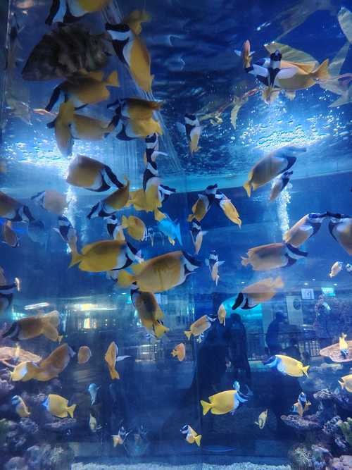 金龍魚魚缸背景圖片