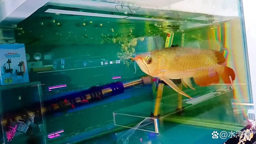 金龍魚魚缸背景圖片