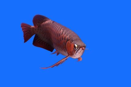 金龍魚魚缸背景圖片