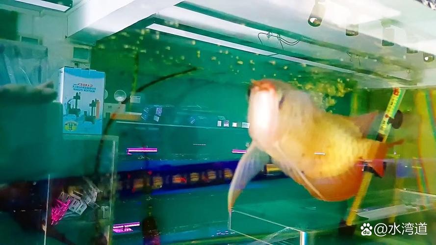 金龍魚魚缸背景圖片