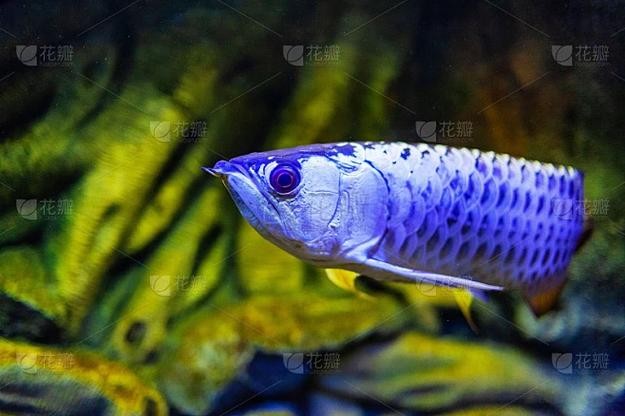 金龍魚魚缸背景圖片