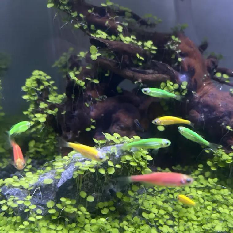 斑馬魚和龍魚能混養(yǎng)嗎圖片大全 斑馬魚和龍魚能混養(yǎng)嗎圖片大全 龍魚百科 第10張