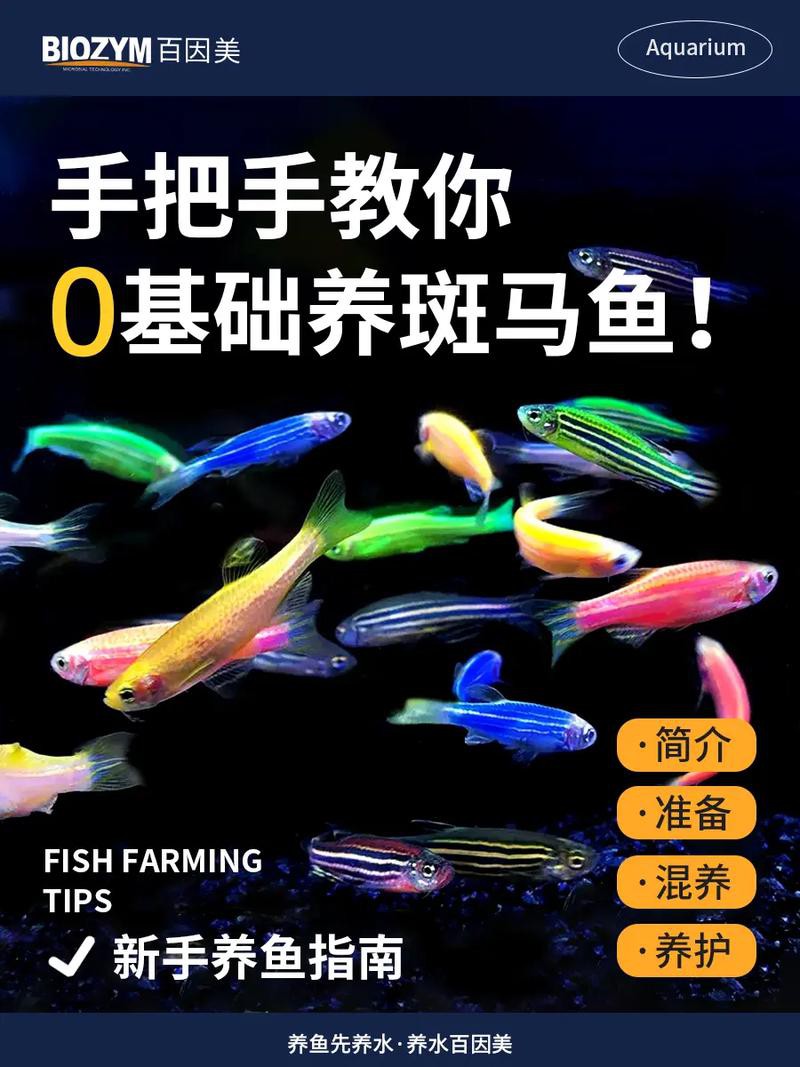 斑馬魚和龍魚能混養(yǎng)嗎圖片大全 斑馬魚和龍魚能混養(yǎng)嗎圖片大全 龍魚百科 第17張