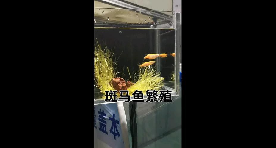 斑馬魚和龍魚能混養(yǎng)嗎圖片大全 斑馬魚和龍魚能混養(yǎng)嗎圖片大全 龍魚百科 第26張