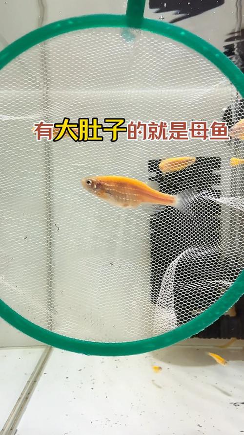 斑馬魚和龍魚能混養(yǎng)嗎圖片大全 斑馬魚和龍魚能混養(yǎng)嗎圖片大全 龍魚百科 第21張