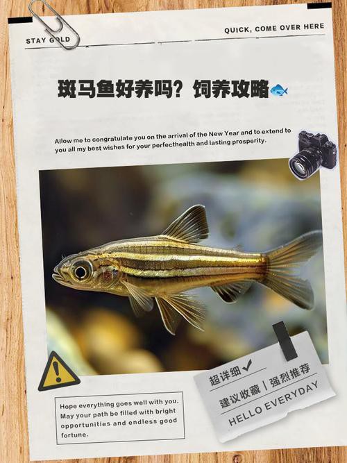 斑馬魚和龍魚能混養(yǎng)嗎圖片大全 斑馬魚和龍魚能混養(yǎng)嗎圖片大全 龍魚百科 第24張