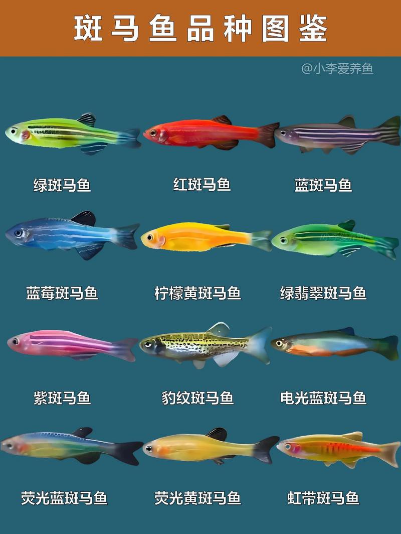 斑馬魚和龍魚能混養(yǎng)嗎圖片大全 斑馬魚和龍魚能混養(yǎng)嗎圖片大全 龍魚百科 第2張