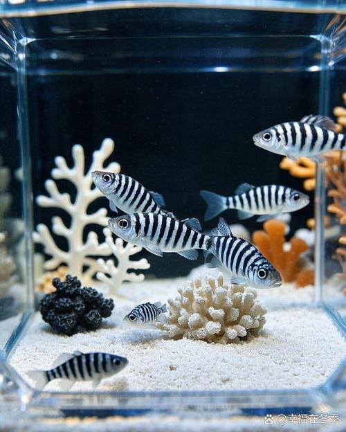 斑馬魚和龍魚能混養(yǎng)嗎圖片大全 斑馬魚和龍魚能混養(yǎng)嗎圖片大全 龍魚百科 第11張