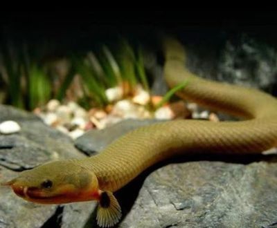 龍魚(yú)市場(chǎng)的前景如何