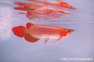 龍魚(yú)市場(chǎng)的前景如何