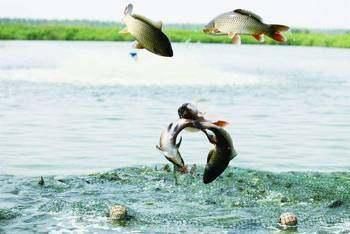 贊賞龍魚(yú)的詩(shī)句有哪些：贊賞龍魚(yú)的詩(shī)句