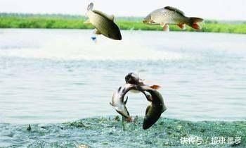 贊賞龍魚(yú)的詩(shī)句有哪些：贊賞龍魚(yú)的詩(shī)句