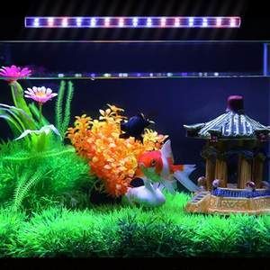龍魚用幾根燈管合適：養(yǎng)龍魚用幾根燈管合適
