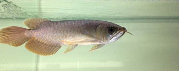 龍魚脹氣什么癥狀：龍魚脹氣可能表現出的癥狀