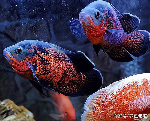 金龍魚和什么混養好