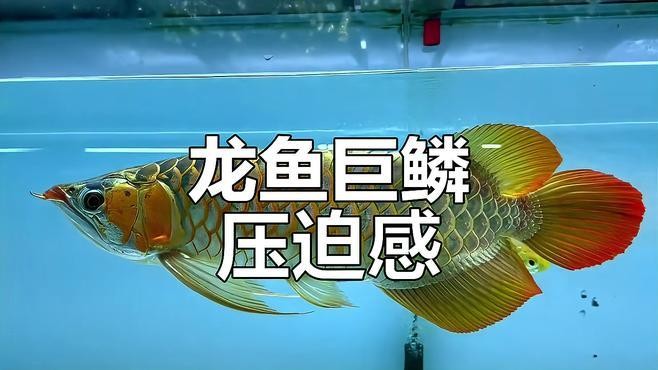 龍魚長啥樣