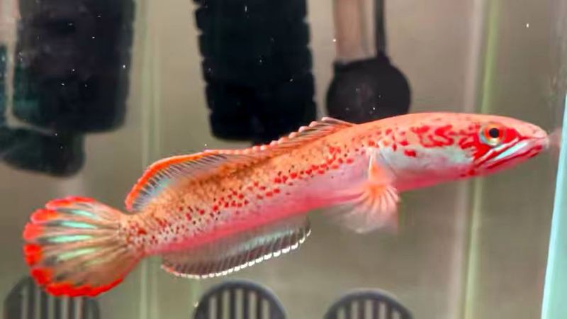 赤血雷龍魚