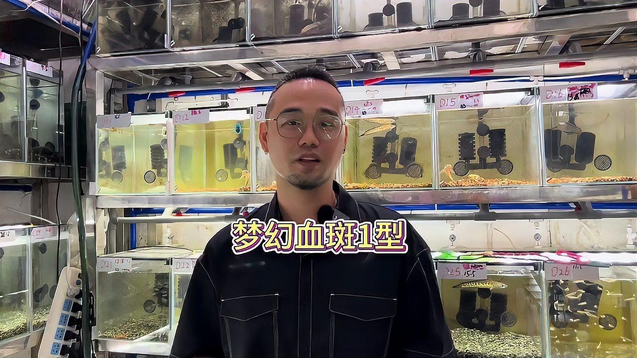 赤血雷龍魚