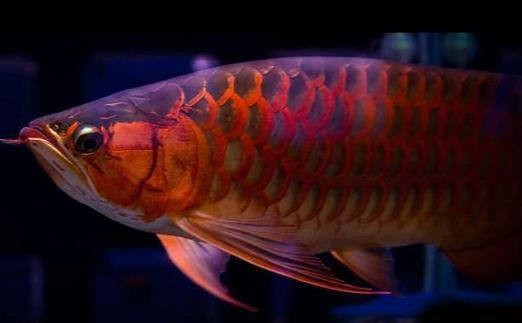 龍魚翻鰓可以喂食嗎：-巴卡雷龍魚-龍魚沉頭能自愈嗎