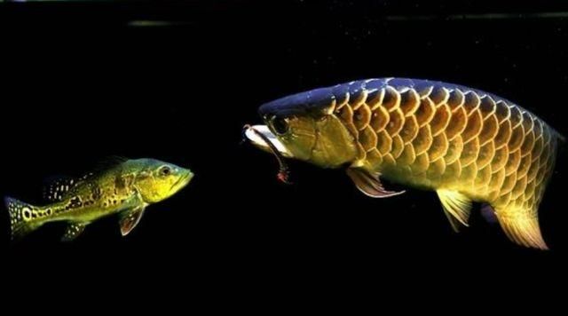 金龍魚吃什么爬背快：怎么促進金龍魚爬背