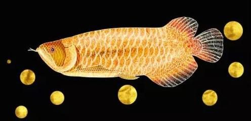 買賣龍魚違法嗎判幾年：買賣龍魚是否違法以及可能面臨法律制裁，龍魚交易合法流程詳解
