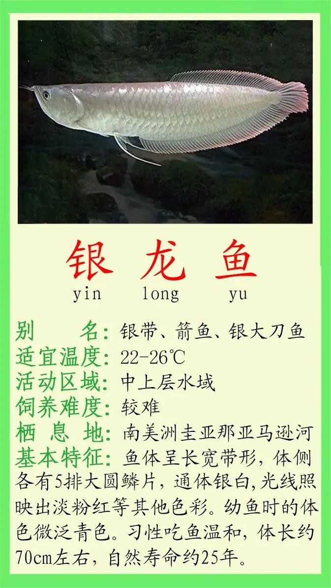 銀龍魚(yú)的價(jià)格一般是多少？