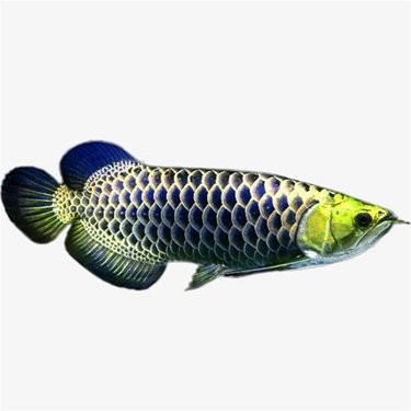 銀龍魚(yú)的價(jià)格一般是多少？