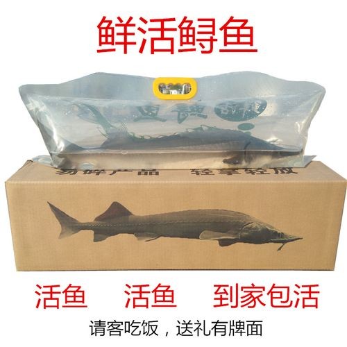鮮活鱘龍魚禮品卡