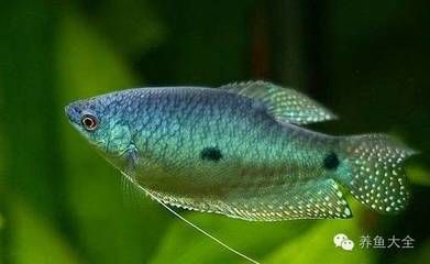 龍魚魚鰭斷了能再生嗎圖片:龍魚魚鰭斷了能再生嗎? 龍魚百科 第2張 龍魚魚鰭斷了能再生嗎圖片:龍魚魚鰭斷了能再生嗎? 龍魚魚鰭斷了能再生嗎圖片:龍魚魚鰭斷了能再生嗎? 龍魚百科 第2張