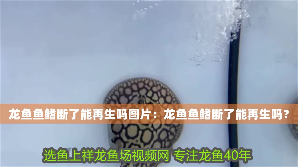 龍魚魚鰭斷了能再生嗎圖片:龍魚魚鰭斷了能再生嗎? 龍魚百科 第1張 龍魚魚鰭斷了能再生嗎圖片:龍魚魚鰭斷了能再生嗎? 龍魚魚鰭斷了能再生嗎圖片:龍魚魚鰭斷了能再生嗎? 龍魚百科 第1張