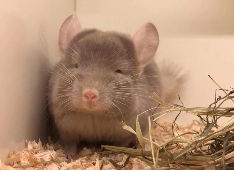 金色龍貓和白色龍貓哪個更稀有？