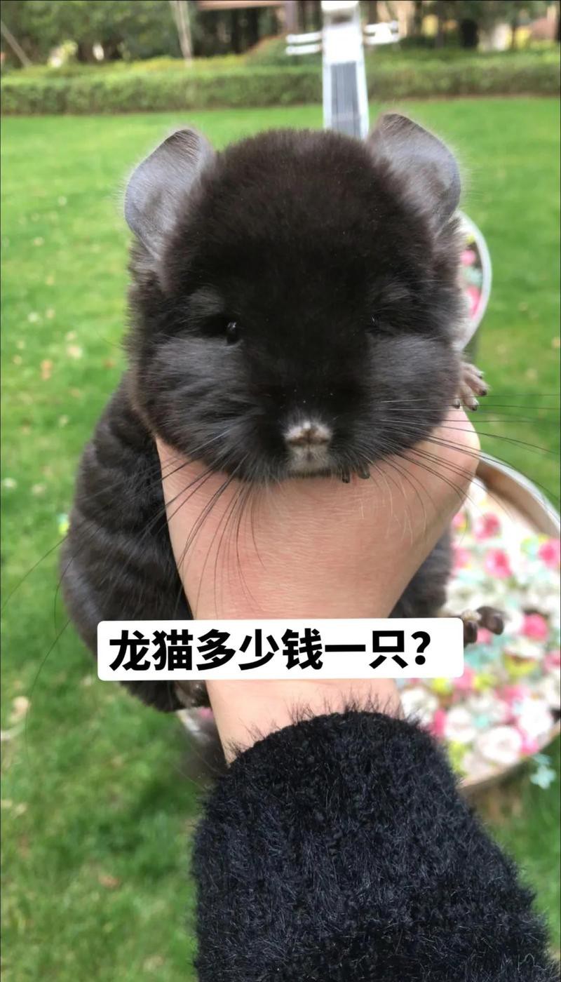 金色龍貓和白色龍貓哪個更稀有？