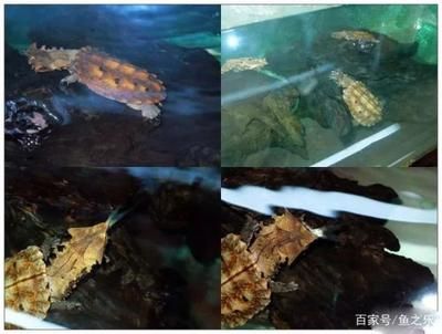 和龍魚混養的龜類：將龜類與龍魚混養的龜類與龍魚混養時需要注意以下幾點