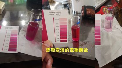 如何監測水族箱中的氨氮含量（監測水族箱中氨氮含量的方法）