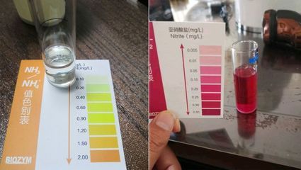 如何監測水族箱中的氨氮含量（監測水族箱中氨氮含量的方法）