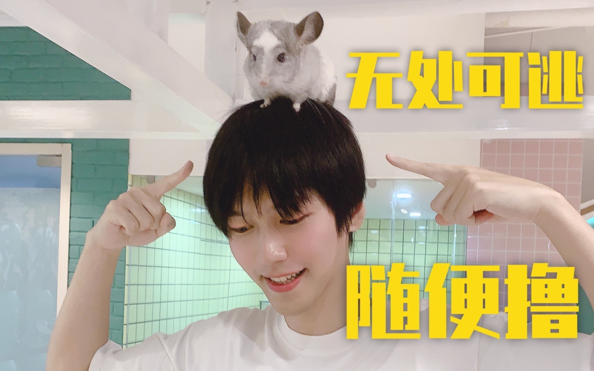 如何科學飼養龍貓和荷蘭豬？