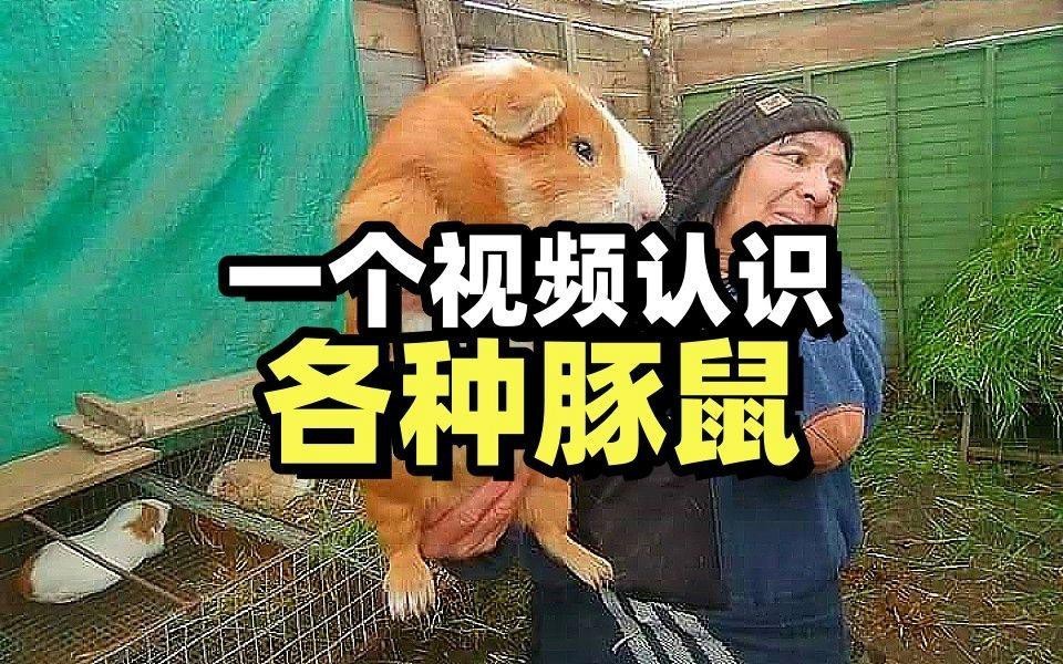 如何科學飼養龍貓和荷蘭豬？