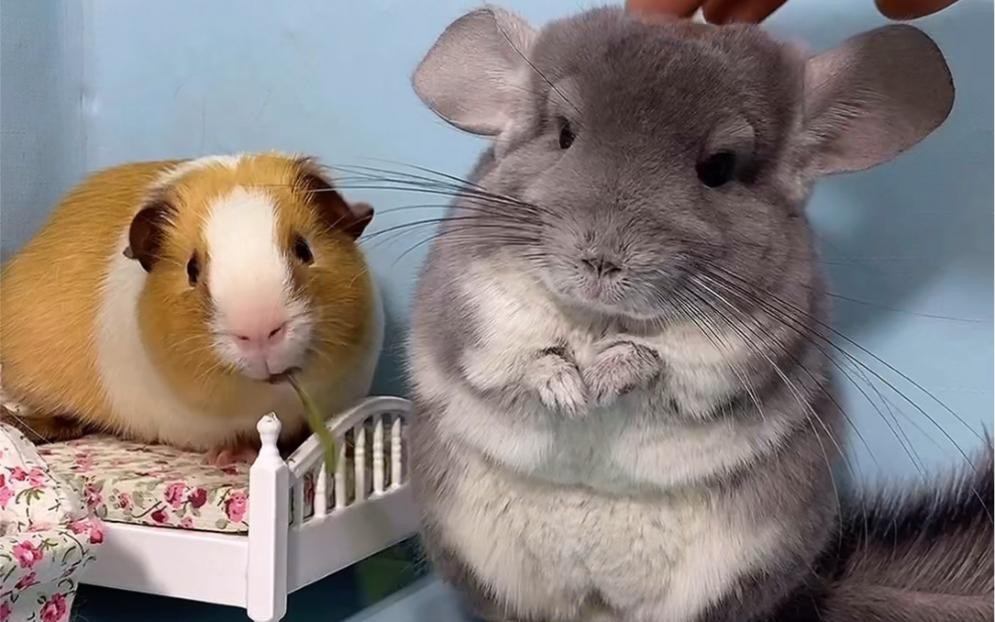 如何科學飼養龍貓和荷蘭豬？