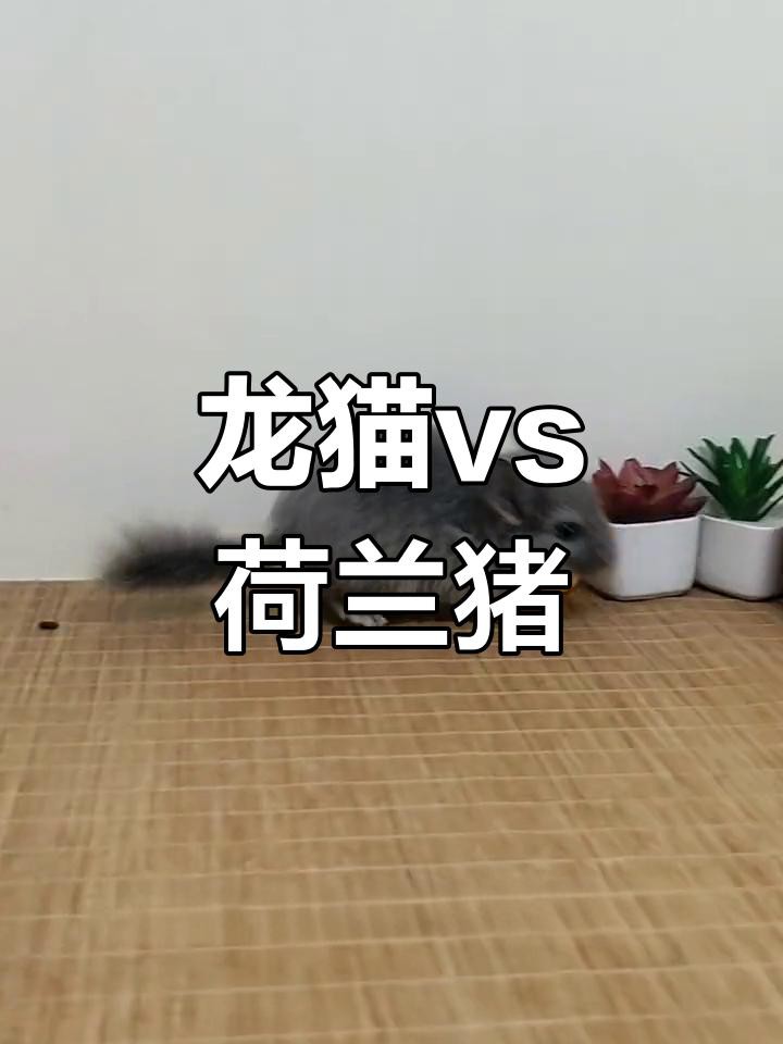 如何科學飼養龍貓和荷蘭豬？