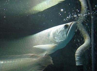 金龍魚吃的多嗎：金龍魚一天喂多少量