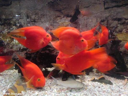 魚缸白色棉絮狀在水中飄動 魚缸里出現白色像棉花一樣的東西