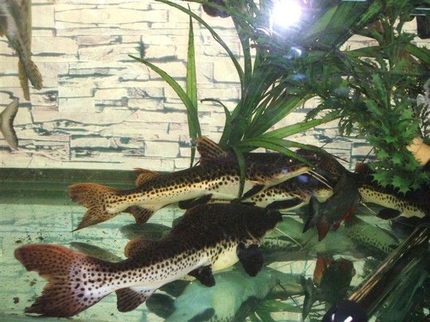 養(yǎng)銀龍魚好處：養(yǎng)銀龍魚有什么好處？