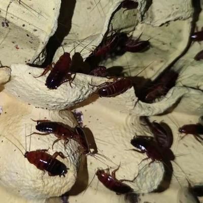 金龍魚20厘米吃什么食物能長大（20厘米金龍魚吃什么食物最好金龍魚吃什么食物最好）