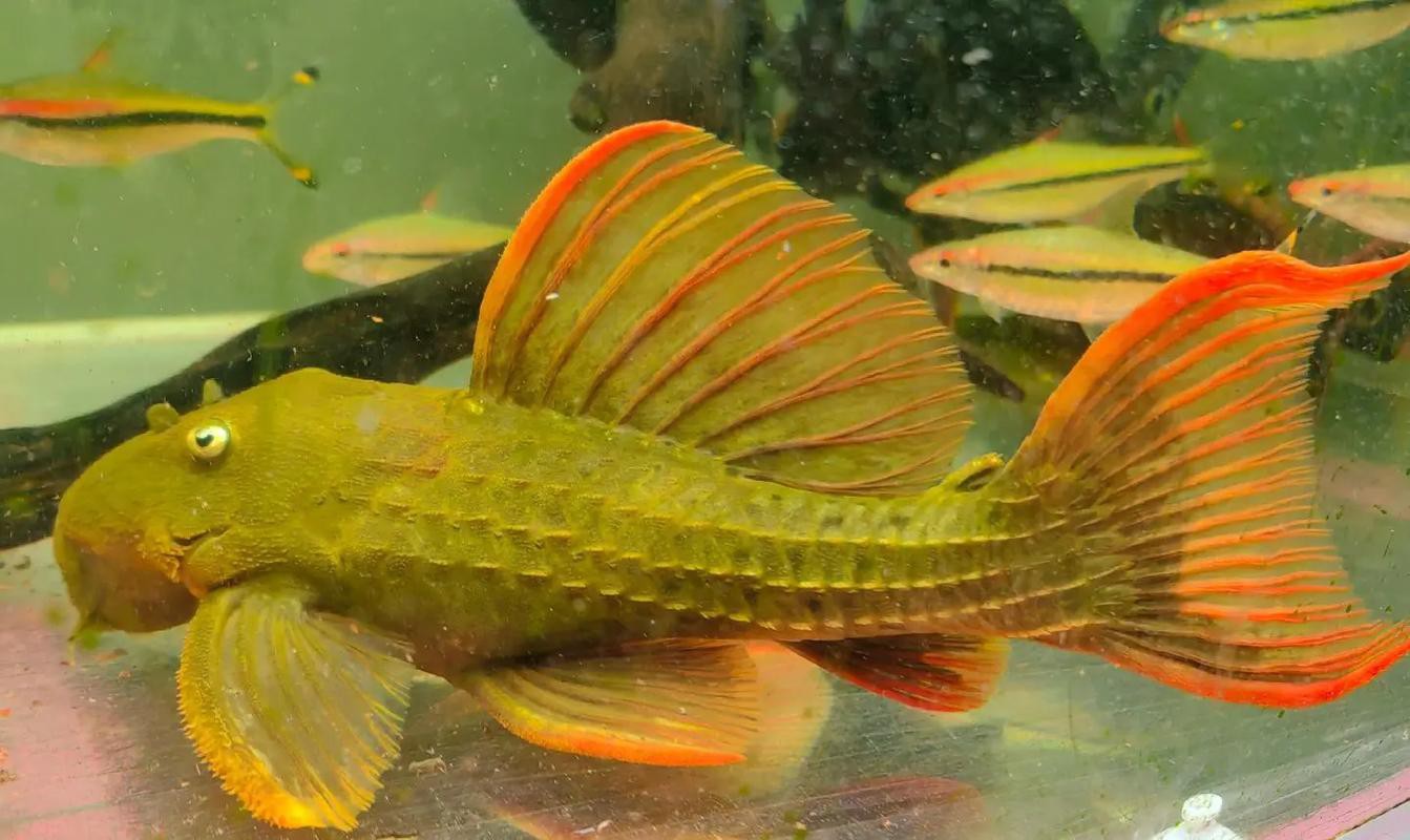 金龍魚和雷龍魚可以混養嗎圖片對比