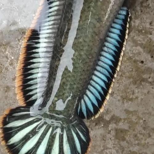 金龍魚和雷龍魚可以混養嗎圖片對比